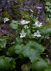 Kumlienia hystricula