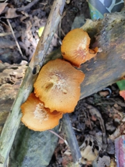 Gymnopilus liquiritiae