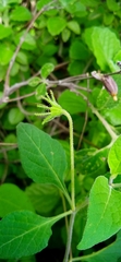 Lycianthes ciliolata