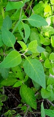 Lycianthes ciliolata