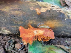 Gymnopilus liquiritiae