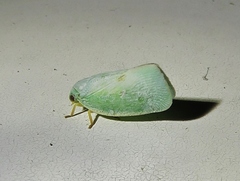 Flatormenis inferior