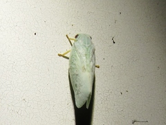 Flatormenis inferior