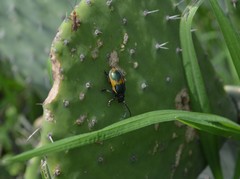 Monocesta ducalis