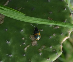 Monocesta ducalis