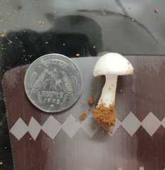 Hygrophorus eburneus