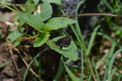 Pholisora mejicanus