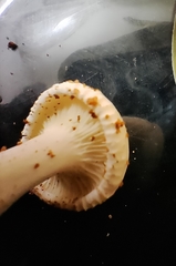 Hygrophorus eburneus