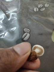 Hygrophorus eburneus