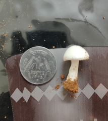 Hygrophorus eburneus
