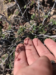 Calliandra eriophylla