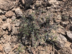 Calliandra eriophylla