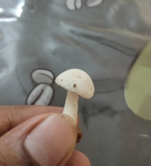 Hygrophorus eburneus