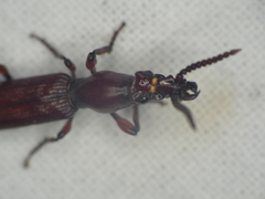 Amorphocephala coronata