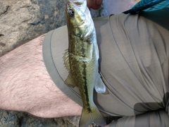 Micropterus henshalli