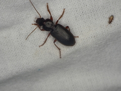 Scybalicus oblongiusculus