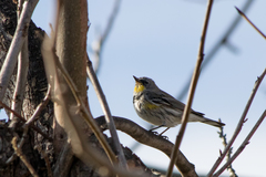Setophaga coronata auduboni