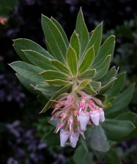 Arctostaphylos virgata