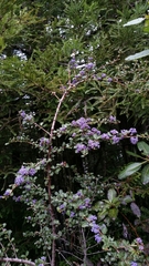 Ceanothus gloriosus exaltatus