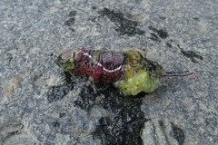 Cerurinae