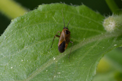 Plagiognathus arbustorum