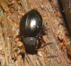 Meracantha contracta