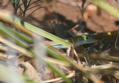 Aspidoscelis sexlineatus