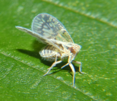 Bothriocera maculata