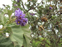 Solanum crinitipes