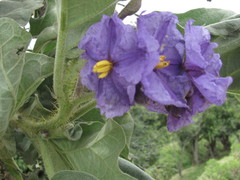 Solanum crinitipes