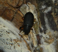 Haplandrus fulvipes