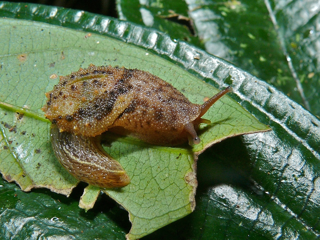 Microparmarion simrothi