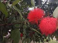 Calliandra trinervia