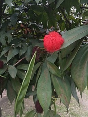 Calliandra trinervia