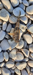Gobius paganellus