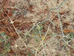 Eryngium corniculatum