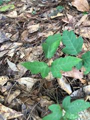 Toxicodendron radicans image