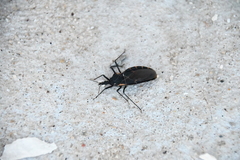Triatoma gerstaeckeri
