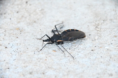 Triatoma gerstaeckeri