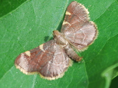 Hypsopygia costalis