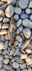 Gobius paganellus