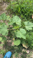 Cyclachaena xanthiifolia