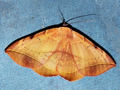 Hypopyra capensis