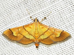 Orphanostigma haemorrhoidalis