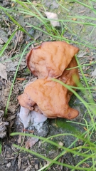 Gyromitra