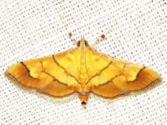 Orphanostigma haemorrhoidalis