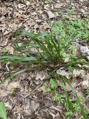 Oryzopsis asperifolia