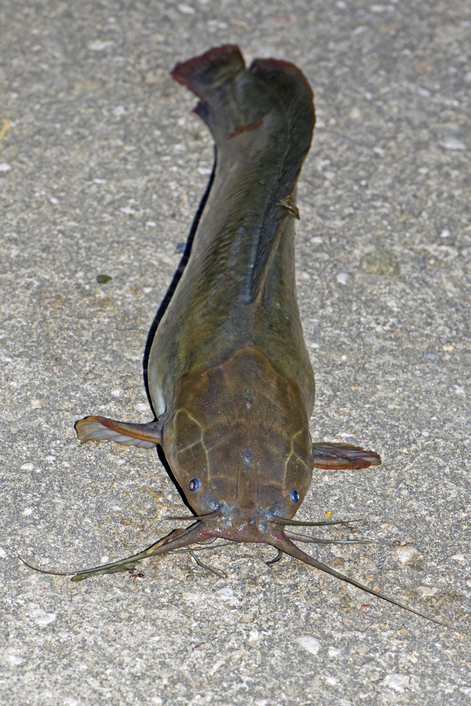 Photograph of the sharp tooth catfish Clarias gariepinus. Fig. 2