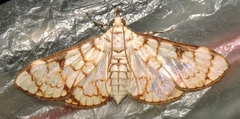 Aphytoceros lucusalis