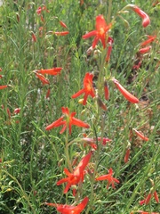Penstemon pinifolius